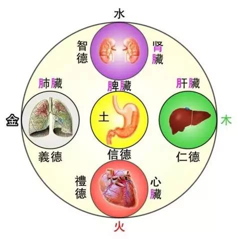 中醫裡面，土是屬於哪一個人的臟腑|臟腑是甚麼